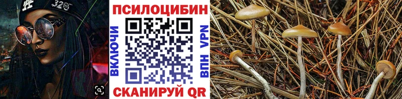 Псилоцибиновые грибы прущие грибы  купить наркотик  Дубна 