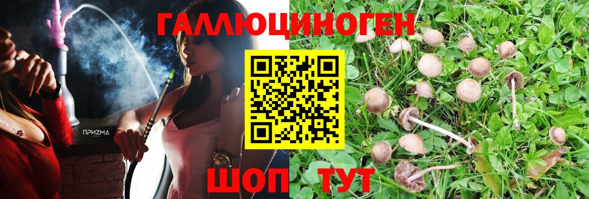 Псилоцибиновые грибы Psilocybe Дубна